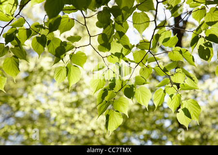 Close-up di foglie, Amburgo, Germania Foto Stock