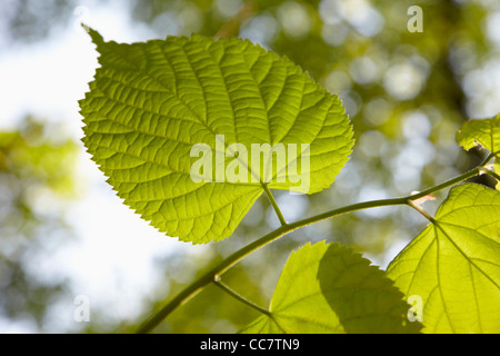 Close-up di foglia, Amburgo, Germania Foto Stock