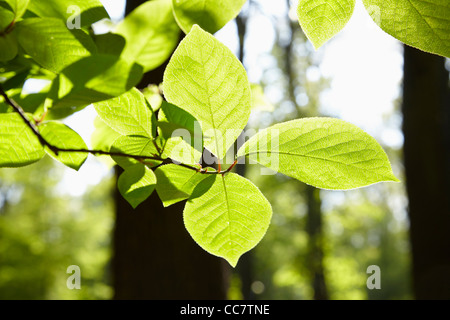 Close-up di foglie, Amburgo, Germania Foto Stock