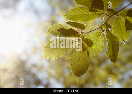 Close-up di foglie, Amburgo, Germania Foto Stock