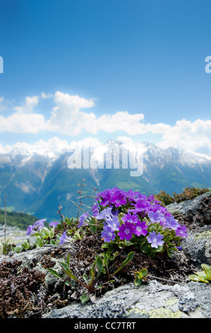 Rosa fiori alpini in primavera su una roccia con panorama di montagna in background. Fiescheralp, Vallese, Svizzera Foto Stock