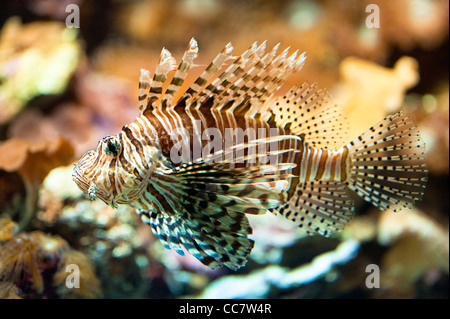 Leone Rosso (lat. Pterois volitans), la messa a fuoco è sull'occhio Foto Stock