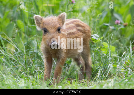 Il Cinghiale Piglet In Game Reserve, Hesse, Germania Foto Stock