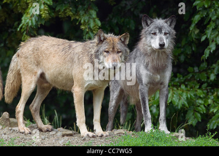 Legname lupi in Game Reserve, Baviera, Germania Foto Stock