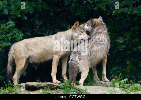 Legname lupi in Game Reserve, Baviera, Germania Foto Stock