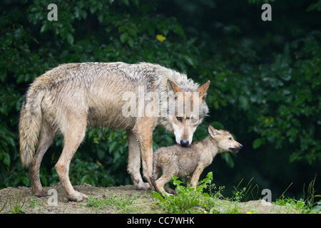 Legname lupi in Game Reserve, Baviera, Germania Foto Stock