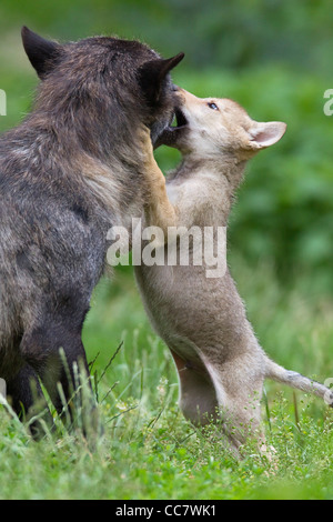 Legname lupi in Game Reserve, Baviera, Germania Foto Stock