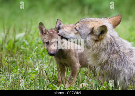 Legname lupi in Game Reserve, Baviera, Germania Foto Stock