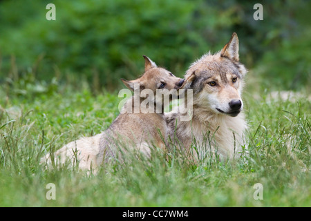 Legname lupi in Game Reserve, Baviera, Germania Foto Stock