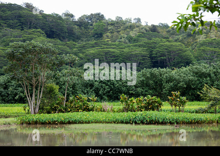 I campi di Taro, Kauai, Hawaii, STATI UNITI D'AMERICA Foto Stock