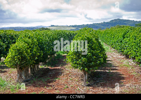 Piantagione di caffè, Kauai, Hawaii, STATI UNITI D'AMERICA Foto Stock