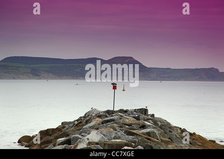 Un cormorano (Phalacrocorax carbo) essicca le sue ali sulla fine del frangiflutti a Lyme Regis, Dorset, England, Regno Unito Foto Stock