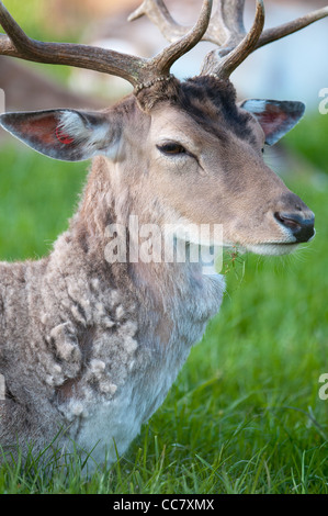 Giovane maschio in cattività Daini (lat. dama dama) seduti su un verde prato Foto Stock