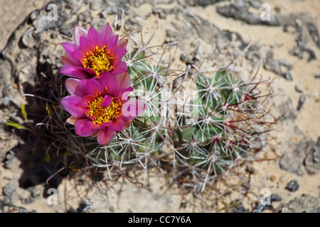 Fiori Selvatici, Scalone Escalante National Monument, Utah, Stati Uniti d'America Foto Stock