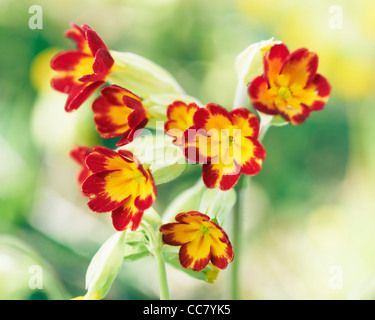 Close-up di Primula Veris, Cotswolds, Gloucestershire, Inghilterra Foto Stock