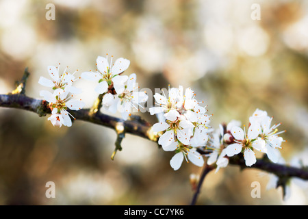Sloe Blossom, Cotswolds, Gloucestershire, Inghilterra Foto Stock