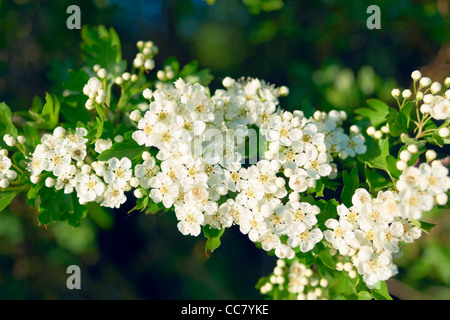 Biancospino Fiore Cotswolds, Gloucestershire, Inghilterra Foto Stock