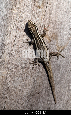 Un capo dwarf gecko crogiolarsi al sole, lygodactylus capensis, lago bilene, Mozambico, Africa Foto Stock