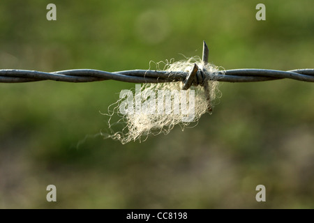 La lana di ovini catturati sul filo spinato Foto Stock