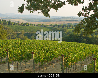 A vineyard at Monte Vibiano Vecchio, Province of Perugia, Umbria, Italy, AGPix 1999 Foto Stock