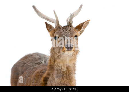 Deer isolato su bianco Foto Stock