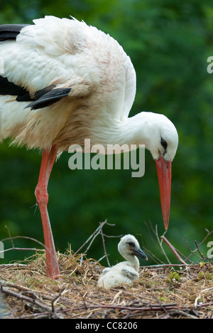 Baby cicogna e sua madre nel nido (focus è il bambino) Foto Stock