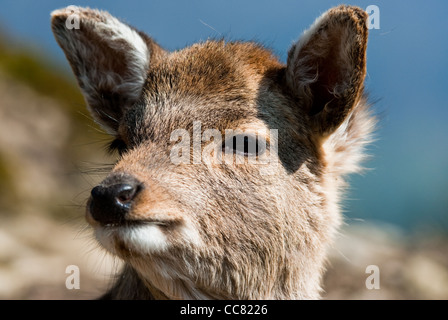 Sika Deer Fawn (lat. Cervus nippon), la messa a fuoco è su gli occhi Foto Stock