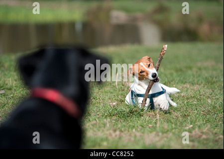 Un cane a giocare vicino al laghetto nel parco Fryent nel borgo di Brent a Londra, guardando il suo amico Foto Stock