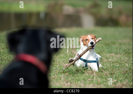 Un cane a giocare vicino al laghetto nel parco Fryent nel borgo di Brent a Londra, guardando il suo amico Foto Stock