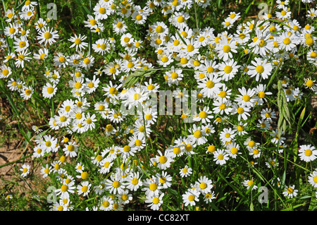 Senza profumo Mayweed. Matricaria maritima nel campo margine mantenuta per la fauna selvatica. Foto Stock