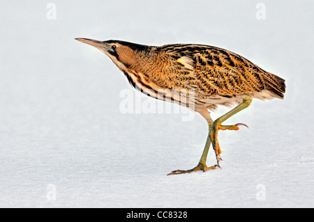 Eurasian tarabuso / Grande Botaurus stellaris sul lago ghiacciato in inverno, Paesi Bassi Foto Stock