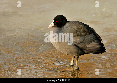 Eurasian folaga (fulica atra) Passeggiate sul ghiaccio del lago ghiacciato in inverno Foto Stock