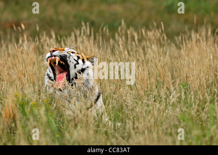 Tigre Siberiana / tigre di Amur (Panthera tigris altaica) roaring in erba alta, nativo di Russia e Cina Foto Stock