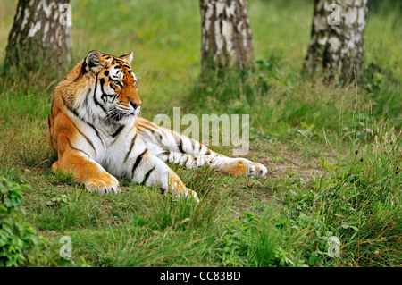 Tigre Siberiana / tigre di Amur (Panthera tigris altaica) che giace tra alberi, nativo di Russia e Cina Foto Stock