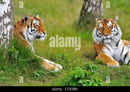 Due le tigri siberiane / tigri Amur (Panthera tigris altaica) in appoggio tra alberi, nativo di Russia e Cina Foto Stock
