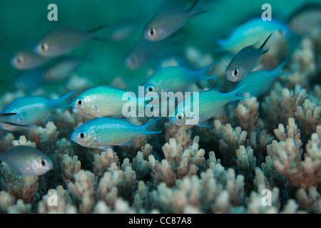 Blu-verde (Chromis chromis viridis) su un tropical Coral reef off le isole di Palau in Micronesia. Foto Stock