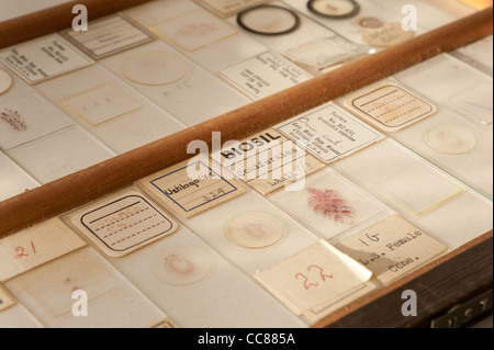 Vetrini per microscopio in vassoio di legno e la casella Foto stock - Alamy