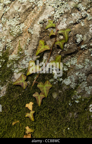 Ivy salendo su un albero (Hedera helix) Foto Stock