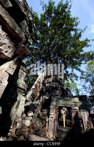 Ta Prohm, rovine e non ripristinati tempio costruito in stile Bayon nella giungla, area di Angkor, Siem Reap, Cambogia, in Asia. Sito UNESCO Foto Stock