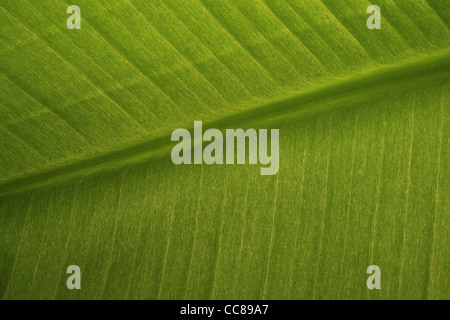 Verde foglia di banano sfondo Foto Stock