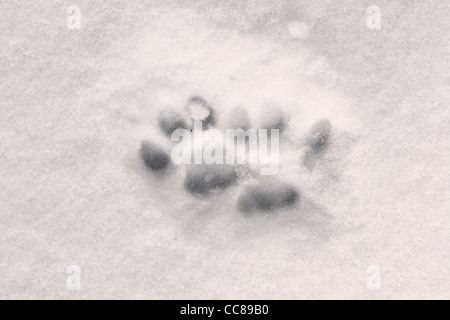 Cat Orme nella neve fresca Foto Stock