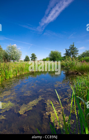 WWT London Wetland Centre Foto Stock