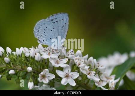 Holly blu, Hill hedge blue butterfly o Celastrina argiolus sul collo di cigno loosestrife in estate Foto Stock