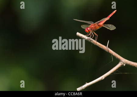 Red Marsh Trotter Dragonfly poggiante su un pesce persico Foto Stock