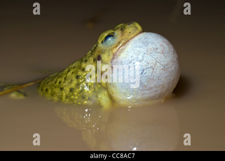 Maschio del lettino Spadefoot, (Scaphiopus couchii), challing da un laghetto effimero durante l'estate stagione dei monsoni in Nuovo Messico. Foto Stock