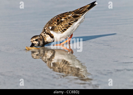 Turnstone/ Voltapietre alimentazione e rovistando sul foreshore Foto Stock