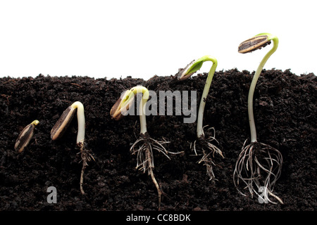 Girasole germogli vegetali di germinare nel suolo Foto Stock