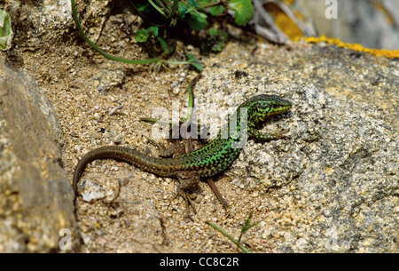 Balkan Lucertola muraiola Podarcis taurica su roccia Foto Stock