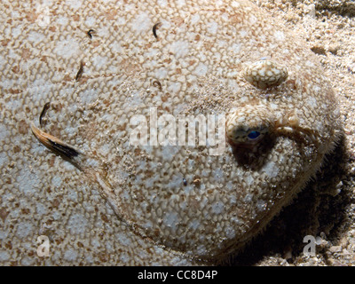 Sogliola di Dover sulla sabbia Foto Stock