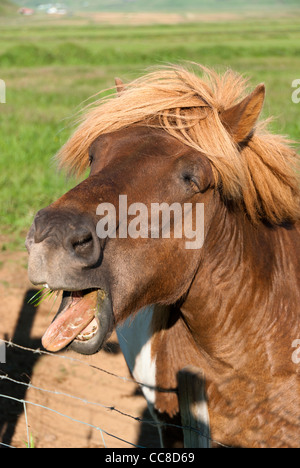 Cavallo con lunga criniera in Islanda Foto Stock